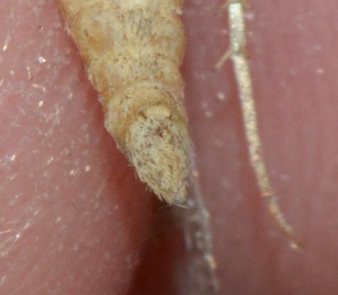 Réf. 194 582 : Epirrita dilutata